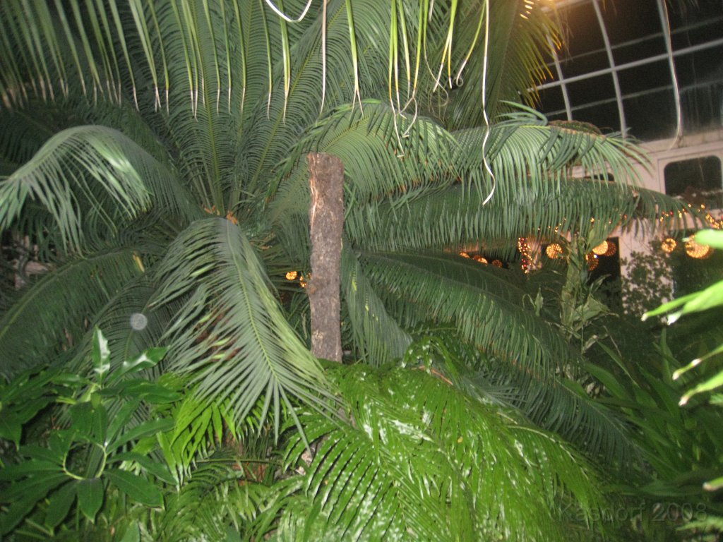 Toledo Zoo Lights 2008 073.jpg - The regular visit to the Toledo Ohio Zoo to see the Christmas Lights displays. New this trip were the "Dancing Lights", displays flashing in time with the Christmas Songs.